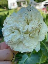Image result for Papaver somniferum White Cloud