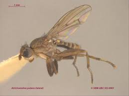 Attēlu rezultāti vaicājumam “Sciomyzidae”