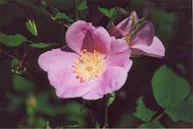 Attēlu rezultāti vaicājumam “Rosa glabrifolia”