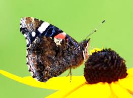 Attēlu rezultāti vaicājumam “Vanessa atalanta underside”
