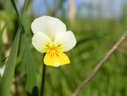 Attēlu rezultāti vaicājumam “Viola arvensis flower”