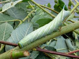 Attēlu rezultāti vaicājumam “Smerinthus ocellata”