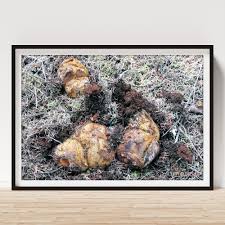 Attēlu rezultāti vaicājumam “Rhizopogon luteolus”