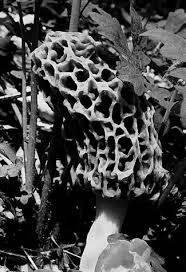 Attēlu rezultāti vaicājumam “Ascomycota”