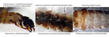 Attēlu rezultāti vaicājumam “Trichoptera”