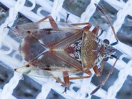 Attēlu rezultāti vaicājumam “Kleidocerys resedae imago”