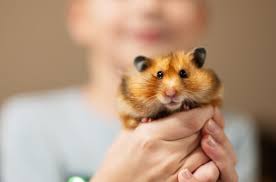 Afbeeldingsresultaat voor hamsters