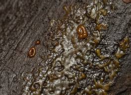 Attēlu rezultāti vaicājumam “Ophiotheca chrysosperma”