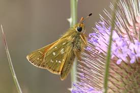 Attēlu rezultāti vaicājumam “Hesperia comma”