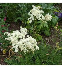 Attēlu rezultāti vaicājumam “Filipendula vulgaris fruit”