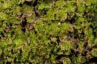 Attēlu rezultāti vaicājumam “Fossombronia wondraczekii”