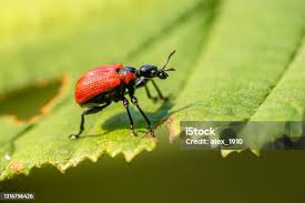 Attēlu rezultāti vaicājumam “Apoderus coryli”