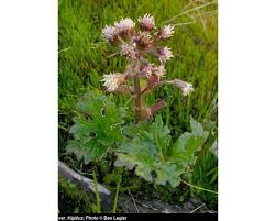 Image result for Petasites officinalis