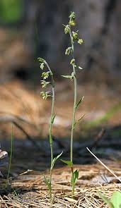 Attēlu rezultāti vaicājumam “Epipactis”