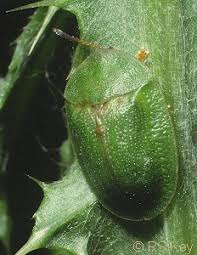 Attēlu rezultāti vaicājumam “Cribraria rubiginosa”