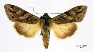 Attēlu rezultāti vaicājumam “Cucullia fraudatrix”