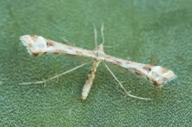 Attēlu rezultāti vaicājumam “Platyptilia tesseradactyla”