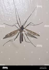 Attēlu rezultāti vaicājumam “Epiphragma ocellare”