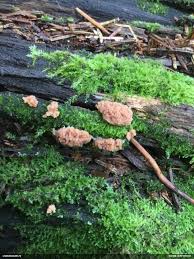 Attēlu rezultāti vaicājumam “Tubifera montana”