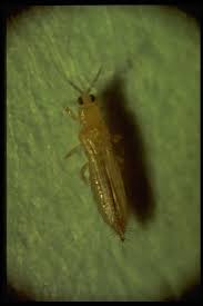 Attēlu rezultāti vaicājumam “Thysanoptera”