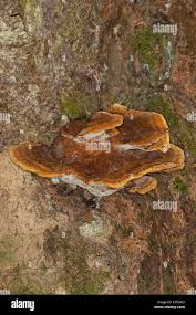 Attēlu rezultāti vaicājumam “Inonotus leporinus”