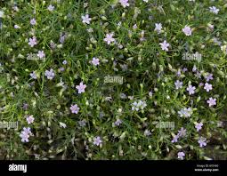 Attēlu rezultāti vaicājumam “Gypsophila muralis”
