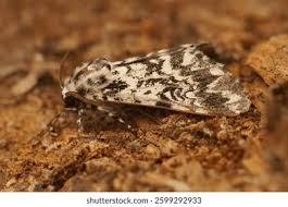 Attēlu rezultāti vaicājumam “Lymantria monacha imago”