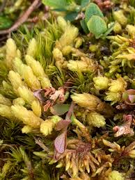 Attēlu rezultāti vaicājumam “Aulacomnium”