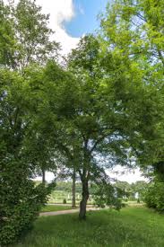Attēlu rezultāti vaicājumam “Tilia platyphyllos Laciniata”