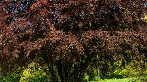 Attēlu rezultāti vaicājumam “Fagus sylvatica fo. purpurea female flower”