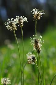 Attēlu rezultāti vaicājumam “Plantago lanceolata”