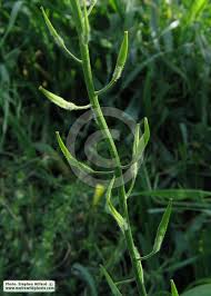 Attēlu rezultāti vaicājumam “Sinapis alba fruit”