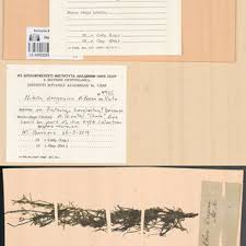 Attēlu rezultāti vaicājumam “Chara aspera male”