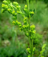 Attēlu rezultāti vaicājumam “Galium verum leaf”
