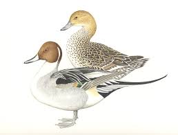 Image result for Anas acuta