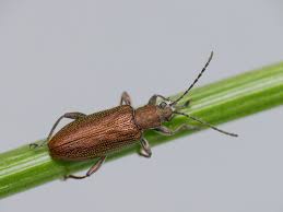 Attēlu rezultāti vaicājumam “Donacia clavipes”