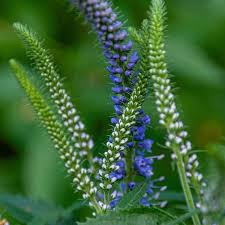 Attēlu rezultāti vaicājumam “Veronica longifolia leaf”