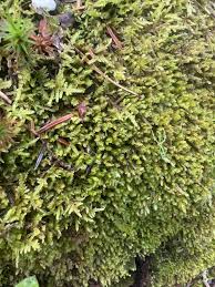 Attēlu rezultāti vaicājumam “Diplophyllum albicans”