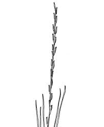 Attēlu rezultāti vaicājumam “Triglochin palustre”