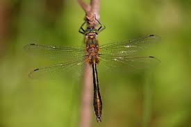 Attēlu rezultāti vaicājumam “Cordulidae”