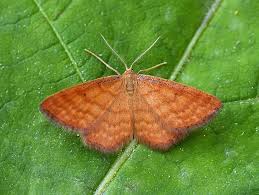 Attēlu rezultāti vaicājumam “Idaea serpentata”