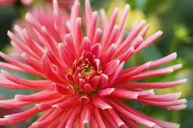 Image result for Dahlia hybrid.