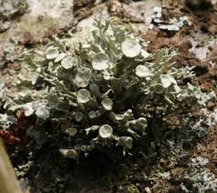 Attēlu rezultāti vaicājumam “Ramalina fastigiata”