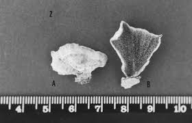Attēlu rezultāti vaicājumam “Trichaptum abietinum”