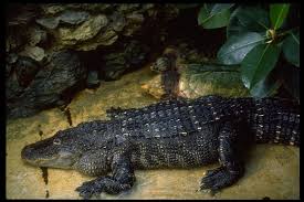 Image result for Alligator mississippiensis