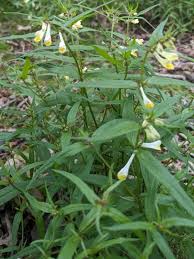 Attēlu rezultāti vaicājumam “Melampyrum pratense leaf”