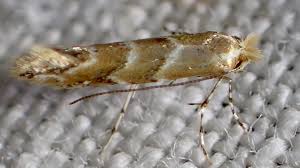 Attēlu rezultāti vaicājumam “Comatricha ellae macro”