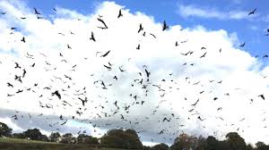 Image result for Rhayader Bowling Club