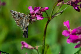 Attēlu rezultāti vaicājumam “Carcharodus floccifera”