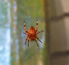 Attēlu rezultāti vaicājumam “Araneus diadematus”